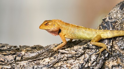 Cute green lizard sits on a tree