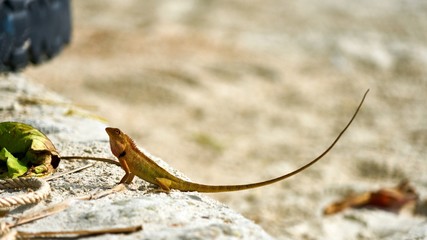 Cute green lizard sits on sand