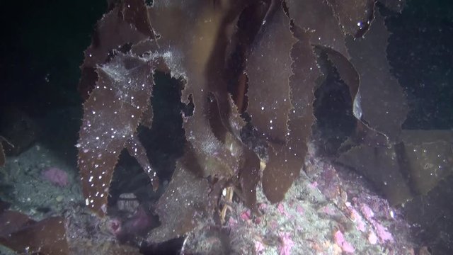 Seaweed Laminaria on background of seabed underwater of New Zealand. Inhabitants in search of food. Abyssal relax diving. Wionderful marine tourism.