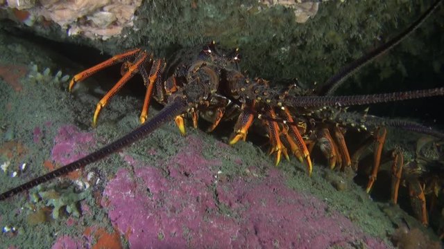 Big red langoust lobster in search of food. Abyssal relax diving. Wionderful marine tourism.