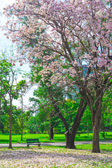 Flowers of pink trumpet trees are blossoming in  Public park of Bangkok, Thailand