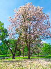 Naklejka premium Flowers of pink trumpet trees are blossoming in Public park of Bangkok, Thailand