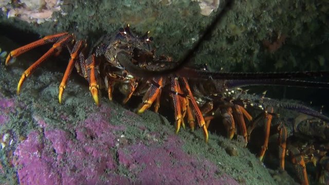 Big red langoust lobster in search of food. Abyssal relax diving. Wionderful marine tourism.