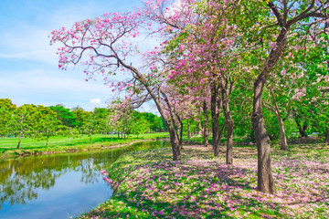 Flowers of pink trumpet trees are blossoming in  Public park of Bangkok, Thailand © ronnarong