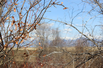 The branches of shrubs.