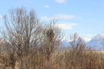 The nest in the tree.