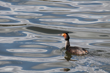 Great crested grebe (Podiceps cristatus) afloat