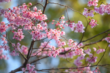 Fototapeta na wymiar Japanese cherry blossom or Pink Sakura flower