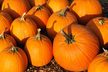 pumpkin harvest in autumn season