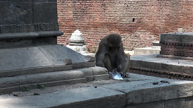 Cute monkey eating on the steps of the building of Kathmandu Nepal.