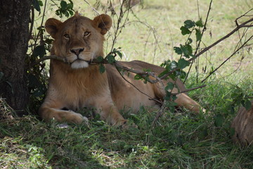 Lion 5
