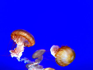 Japanese Sea Nettle jellyfish on a dark blue background