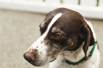 German Shorthaired Pointer