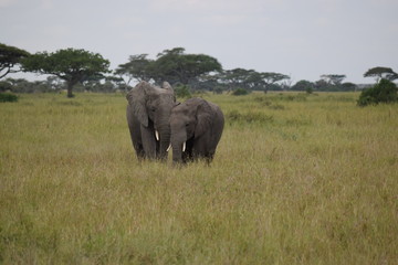 Obraz premium Elephant family 4
