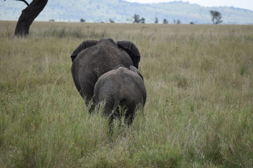 Elephant family 5 © Guilherme