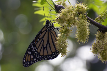 Butterfly 2017-3 / Monarch on a tree.