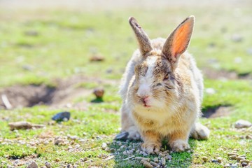 Wild Rabbit on Okunoshima Island in Hiroshima Prefecture, Japan