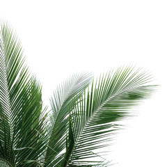 Part of Palm tree (palm, coconut, leaf)