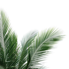 Fototapeta premium Part of Palm tree (palm, coconut, leaf)