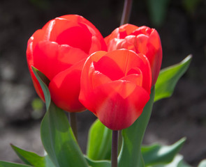 Tulip triplet