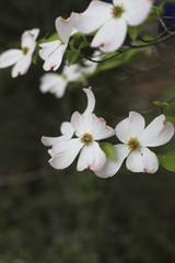 Dogwood Flowers