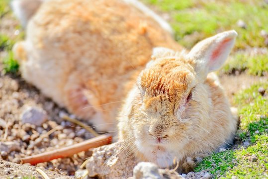 Close-Up of Wild Rabbit on Okunoshima Island, or Rabbit Island, in Hiroshima Prefecture, Japan