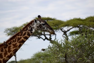 Giraffes 7