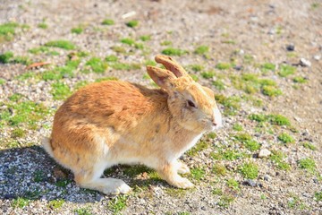 Wild Rabbit on Okunoshima Island, or Rabbit Island, in Hiroshima Prefecture, Japan