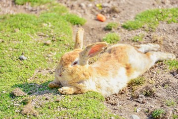 Wild Bunny Lying Down on a Ground in Okunoshima Island, or Rabbit Island, in Hiroshima Prefecture, Japan