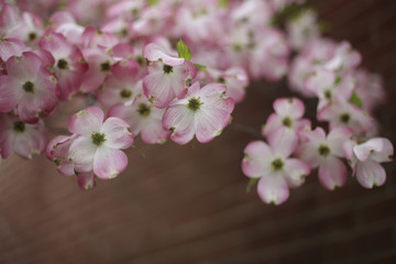 Fototapeta na wymiar Abstract Pink Dogwood Flowers