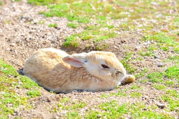 Obraz premium Wild Rabbit Relaxing on Okunoshima Island in Japan