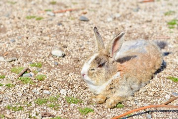 Little Wild Rabbit Relaxing on Okunoshima Island, or Known As Rabbit Island, in Hiroshima Prefecture, Japan