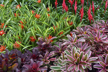 colorful flower in the garden