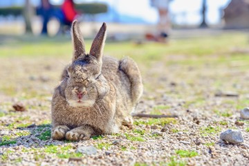 Wild Rabbit Taking a Nap in Okunoshima Island, Hiroshima Prefecture, Japan