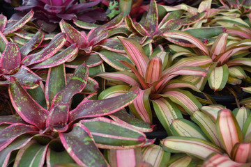 plant and flower garden background