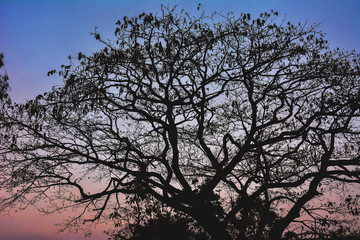 Silhouette of tree branch at sunset