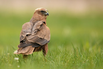 Marsh harrier (Circus aeruginosus)