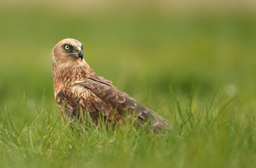 Marsh harrier (Circus aeruginosus)