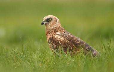 Marsh harrier (Circus aeruginosus)
