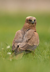Marsh harrier (Circus aeruginosus)
