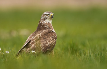 Common buzzard (Buteo buteo)