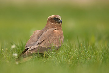 Marsh harrier (Circus aeruginosus)