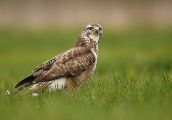 Common buzzard (Buteo buteo)