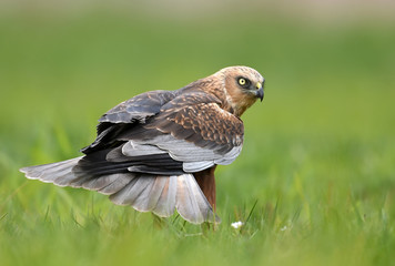 Marsh harrier (Circus aeruginosus)
