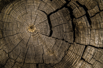 Tree Rings photos, royalty-free images, graphics, vectors & videos ...