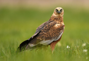 Marsh harrier (Circus aeruginosus)