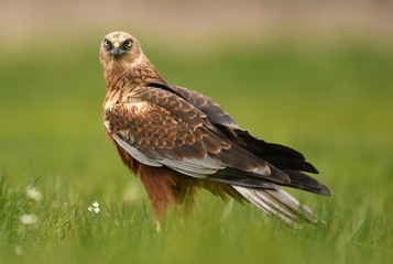 Marsh harrier (Circus aeruginosus)