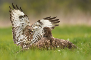 Common buzzard (Buteo buteo)