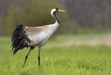 Obraz na płótnie Canvas Common crane (Grus grus)