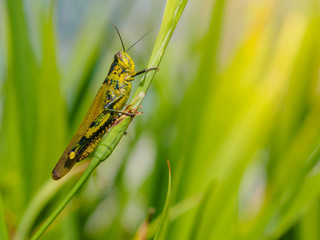Green grasshopper on a leaf.